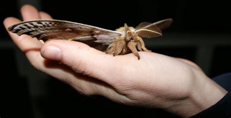 The Black Witch Moth: A Symbol of Protection and Warding off Evil Spirits